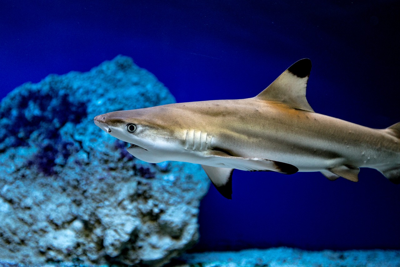 shark, fish, aquarium-4729554.jpg