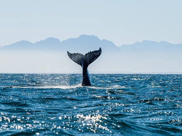 Coda di balena che emerge dall'oceano con profilo montuoso sullo sfondo